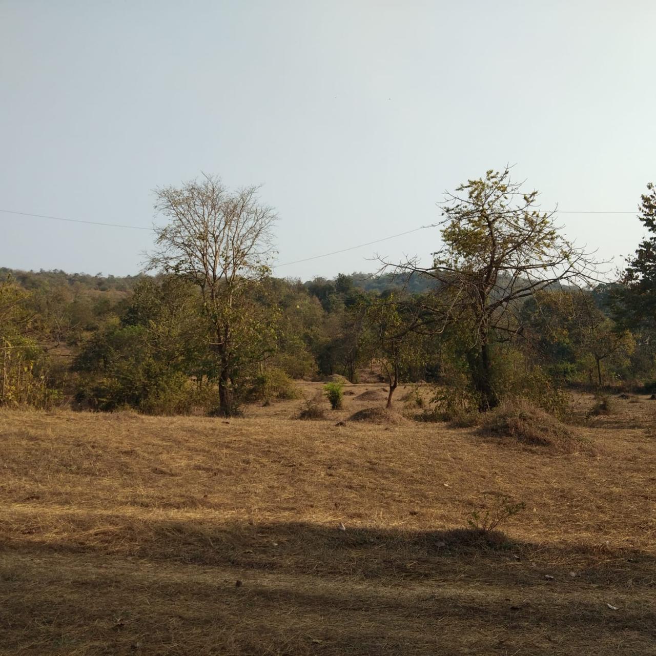 ISPL-Agro-Tech-teakwood-farming-in-raigad1