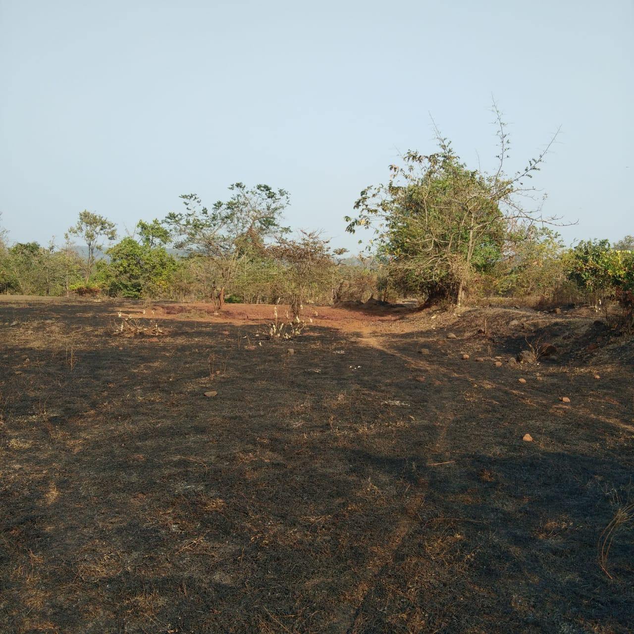 ISPL-Agro-Tech-teakwood-farming-in-raigad10
