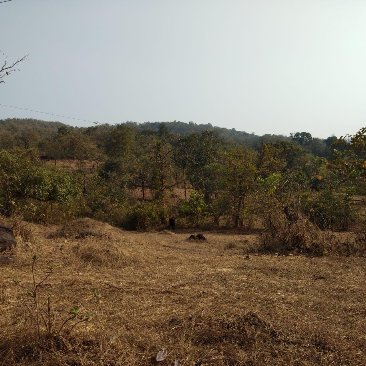 ISPL-Agro-Tech-teakwood-farming-in-raigad11