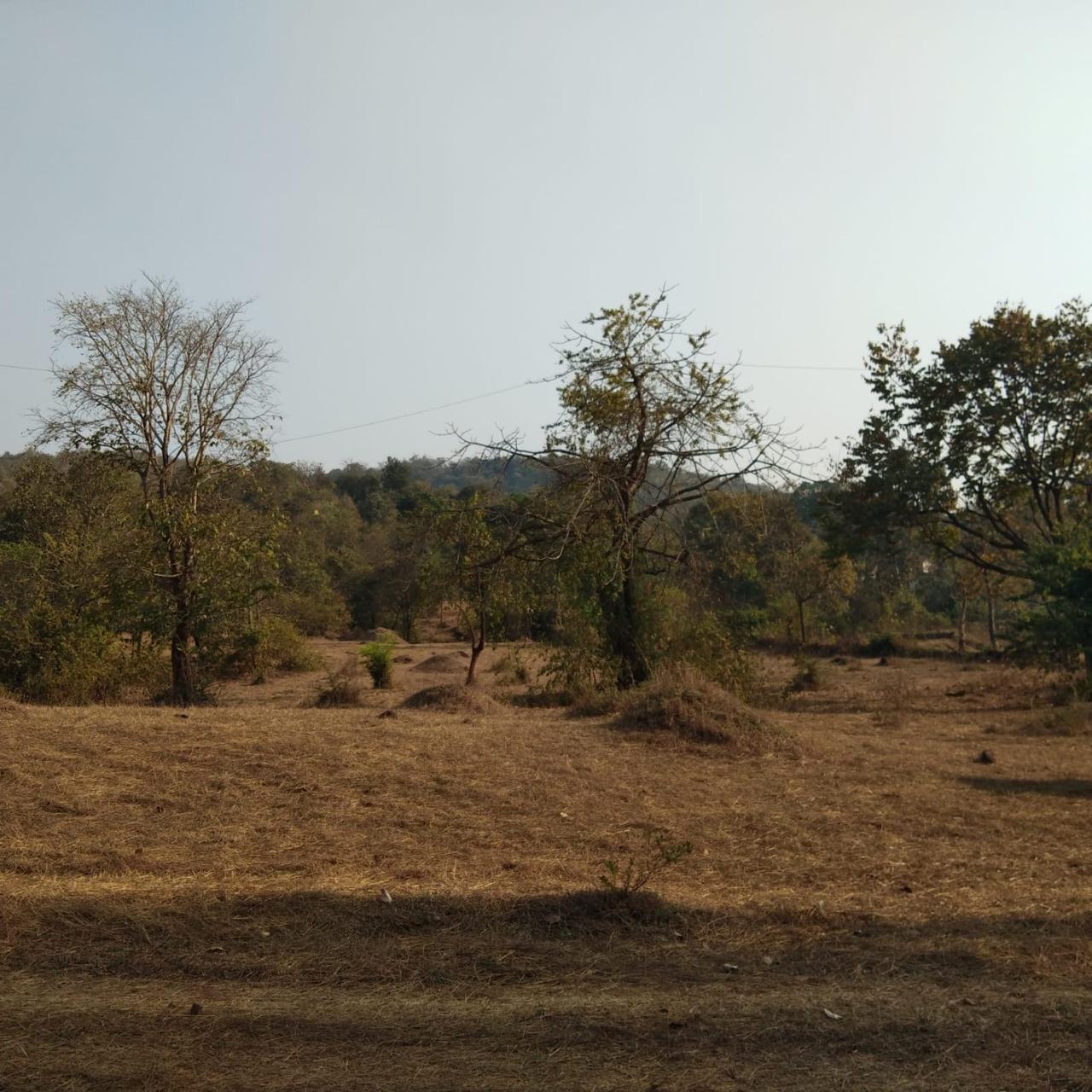 ISPL-Agro-Tech-teakwood-farming-in-raigad12