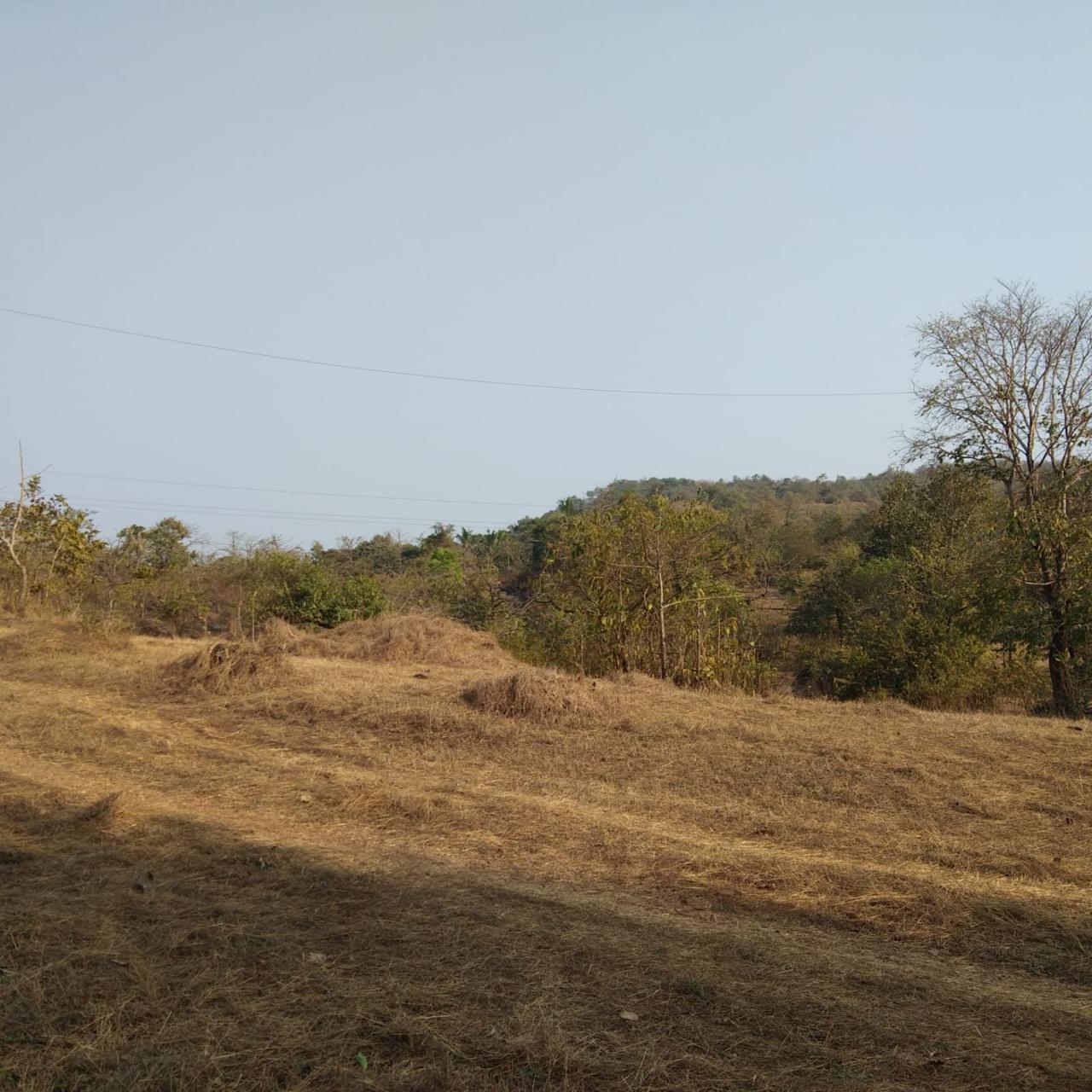 ISPL-Agro-Tech-teakwood-farming-in-raigad2
