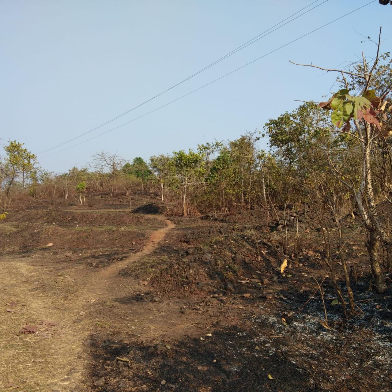 ISPL-Agro-Tech-teakwood-farming-in-raigad1