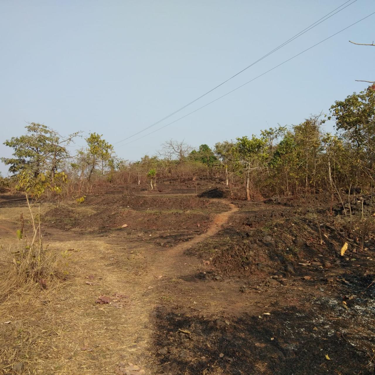 ISPL-Agro-Tech-teakwood-farming-in-raigad4
