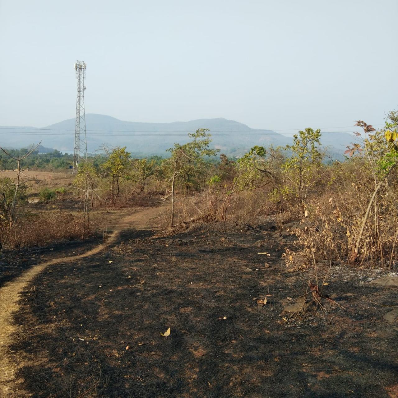 ISPL-Agro-Tech-teakwood-farming-in-raigad5
