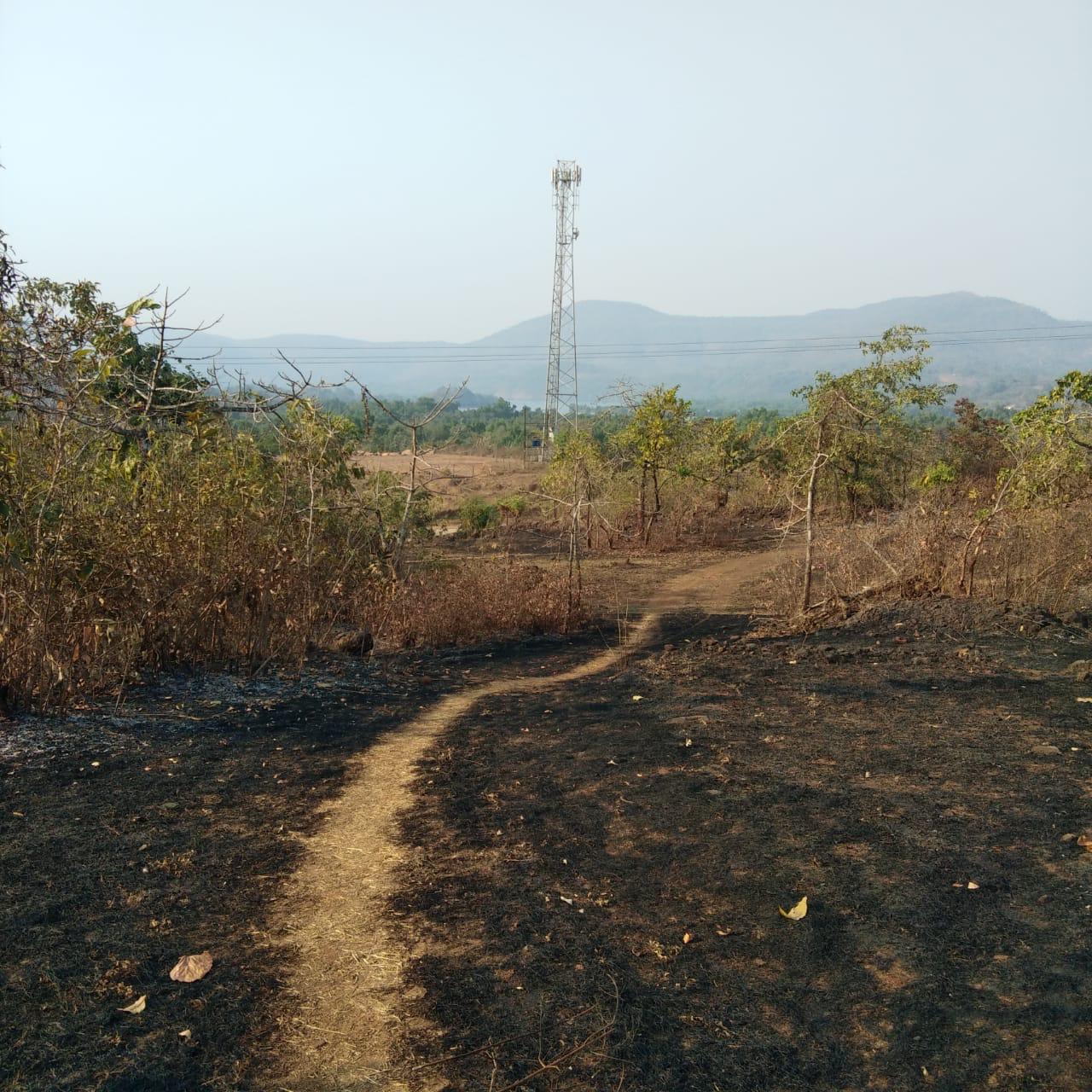 ISPL-Agro-Tech-teakwood-farming-in-raigad6