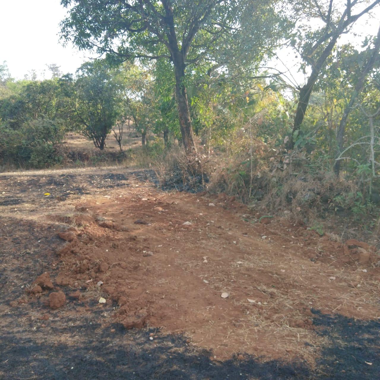 ISPL-Agro-Tech-teakwood-farming-in-raigad7