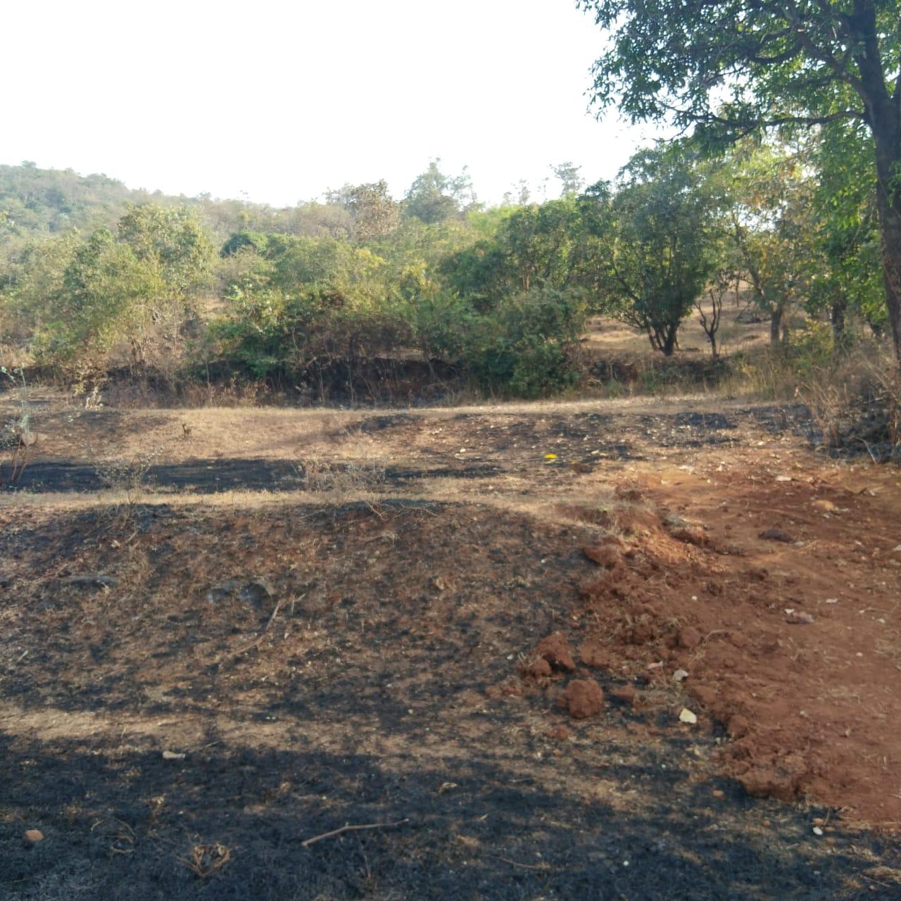 ISPL-Agro-Tech-teakwood-farming-in-raigad9